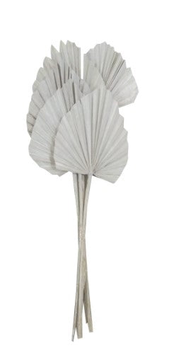 19" Dried Palm Spear White